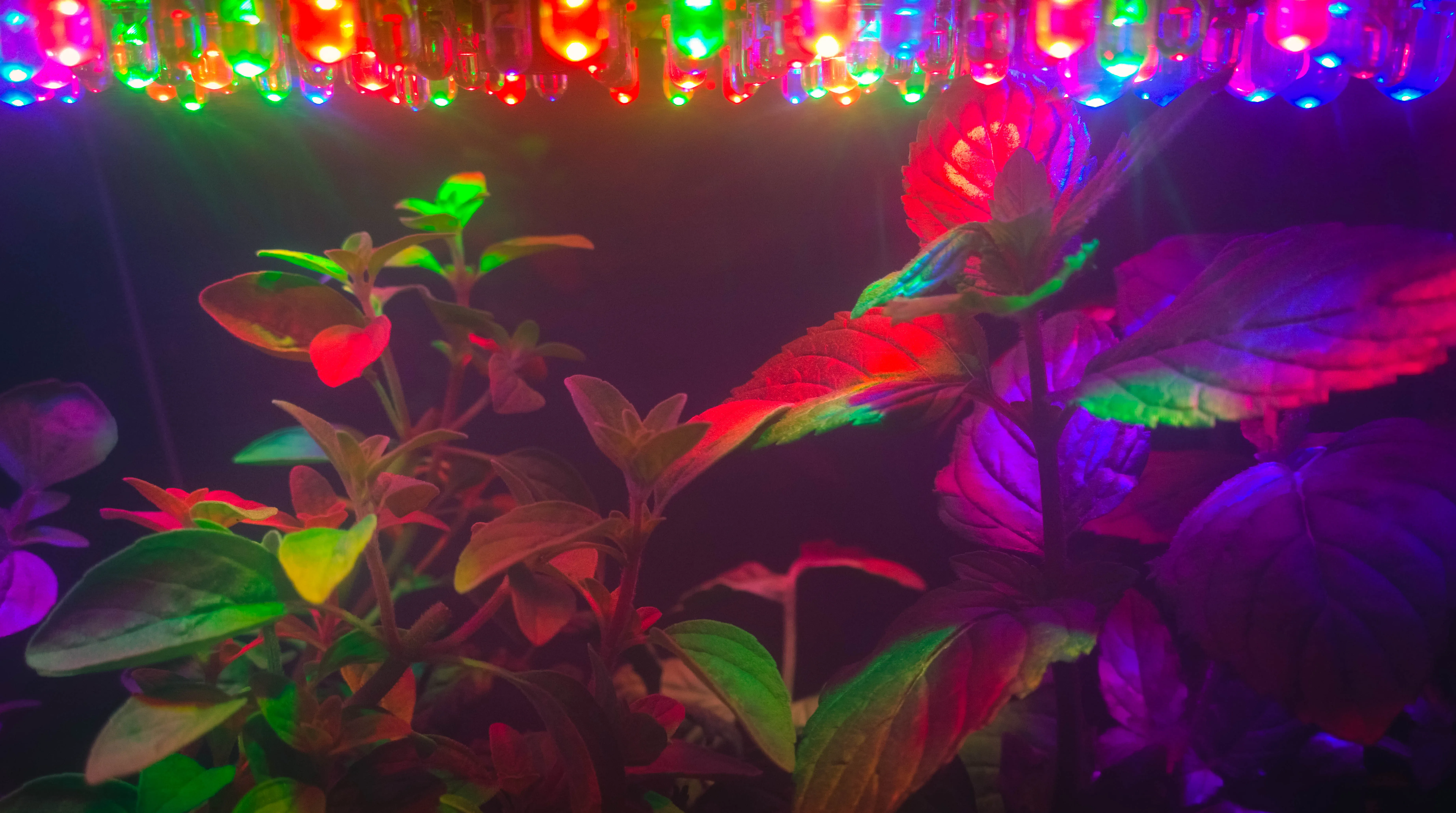 Le Petit Cool, the world's first DIY smart greenhouse kit